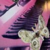SECRET #71 RUSSIAN DARK MELANCHOLIC OST PIANO GLOOMY SAMPLES HEAR